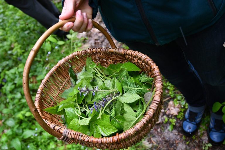 Kräuterfunde für die wilde Kräuterbutter Ein Bastkorb mit Henkel in der Hand einer Person. In dem Korb verschiedene grüne Kräuter.